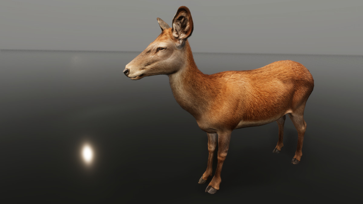 Ultrarealistic Forest Animals - Customizable Fur