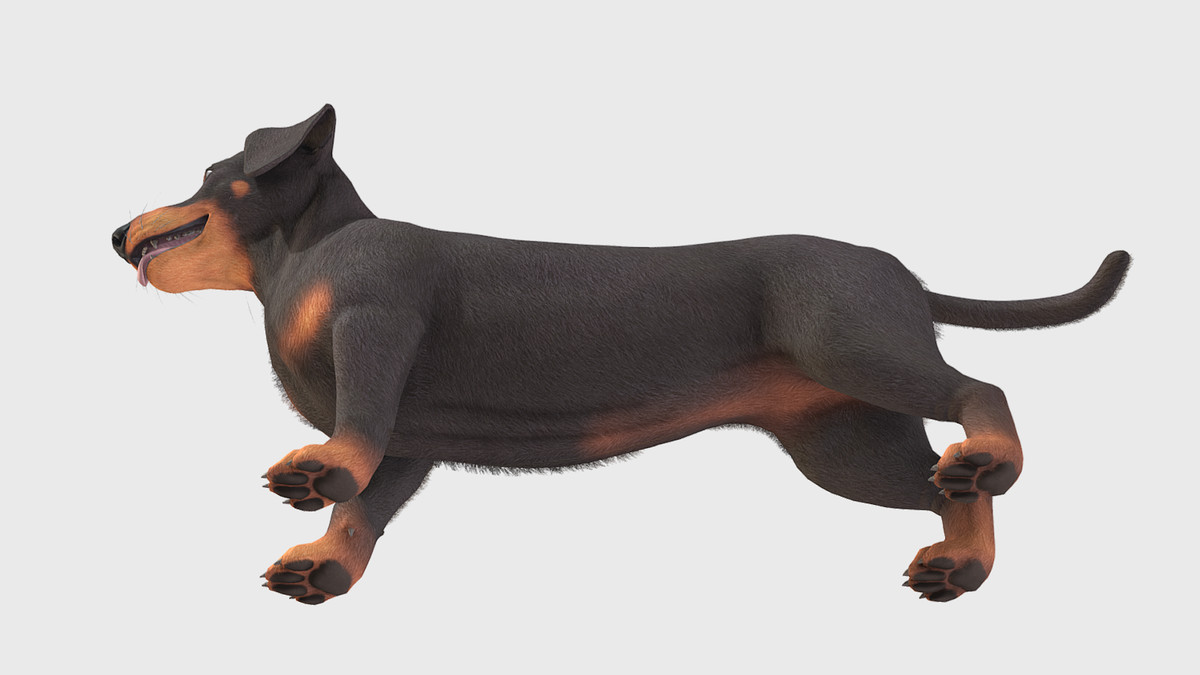 Dog -- Dachshund