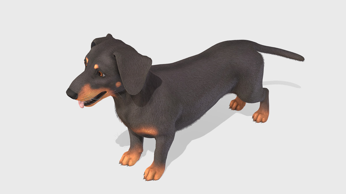 Dog -- Dachshund