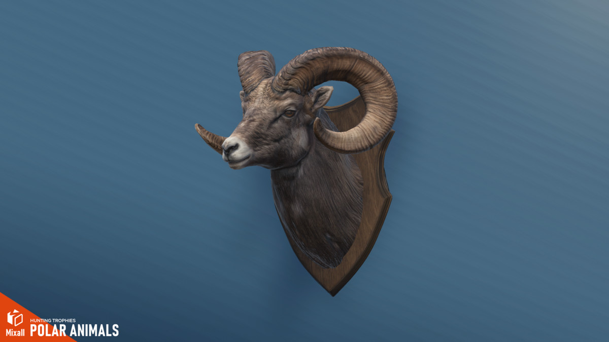Polar animals – Hunting trophies