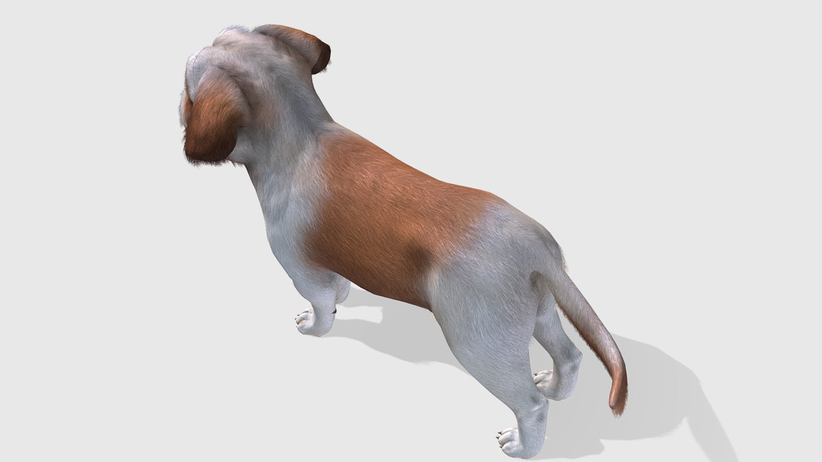 Dog - Shih Tzu