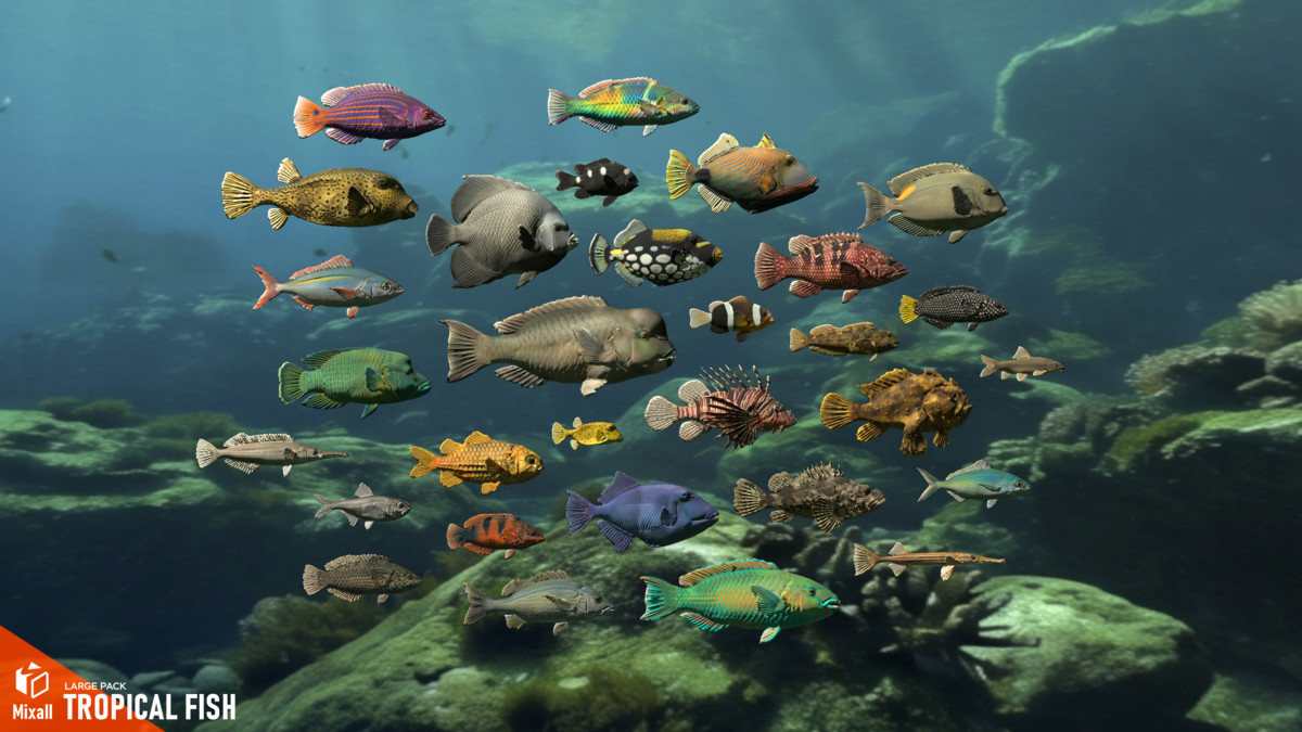 Tropical fish - large pack