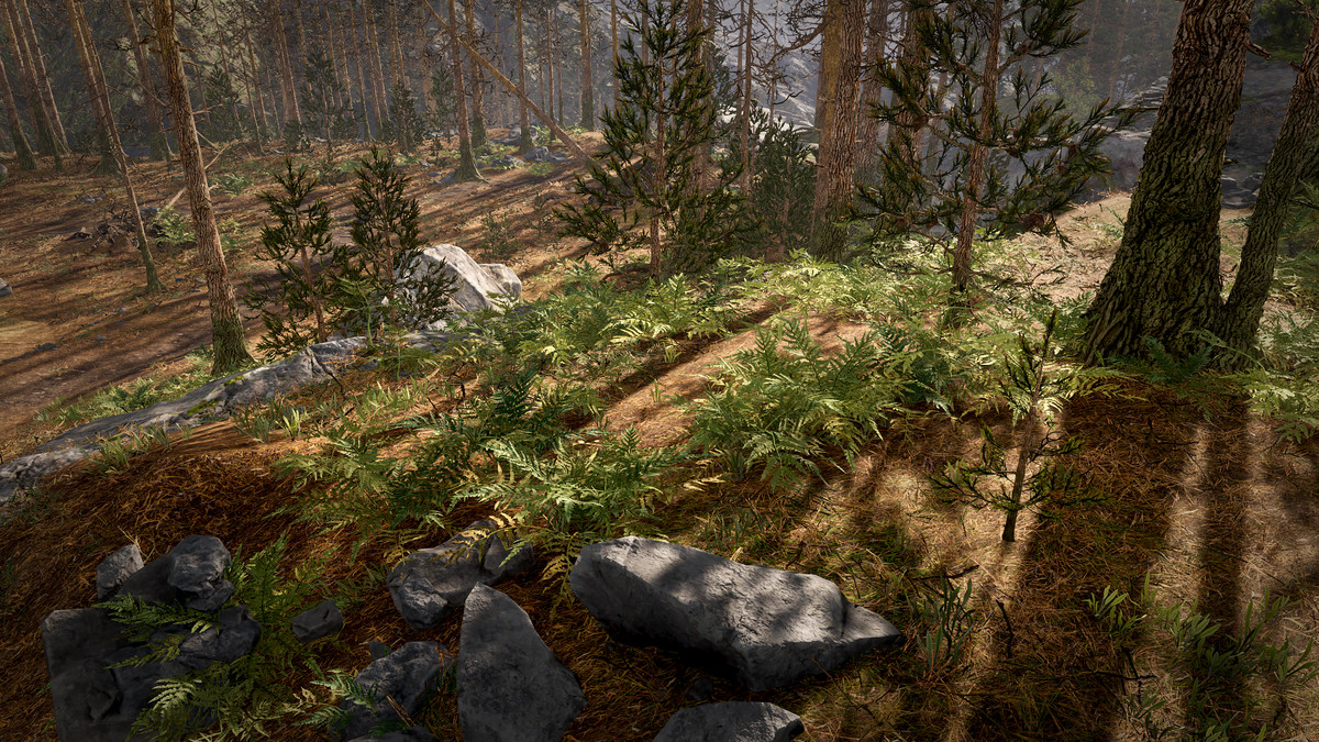 Rocky Pine Forest