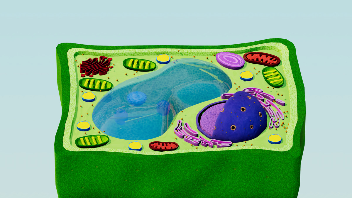 Eukaryotic Plant Cell - Cross Section