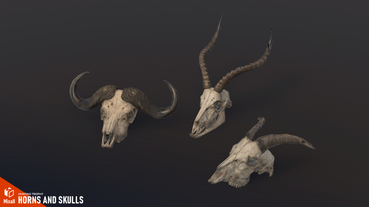 Horns and Skulls – Hunting Trophy