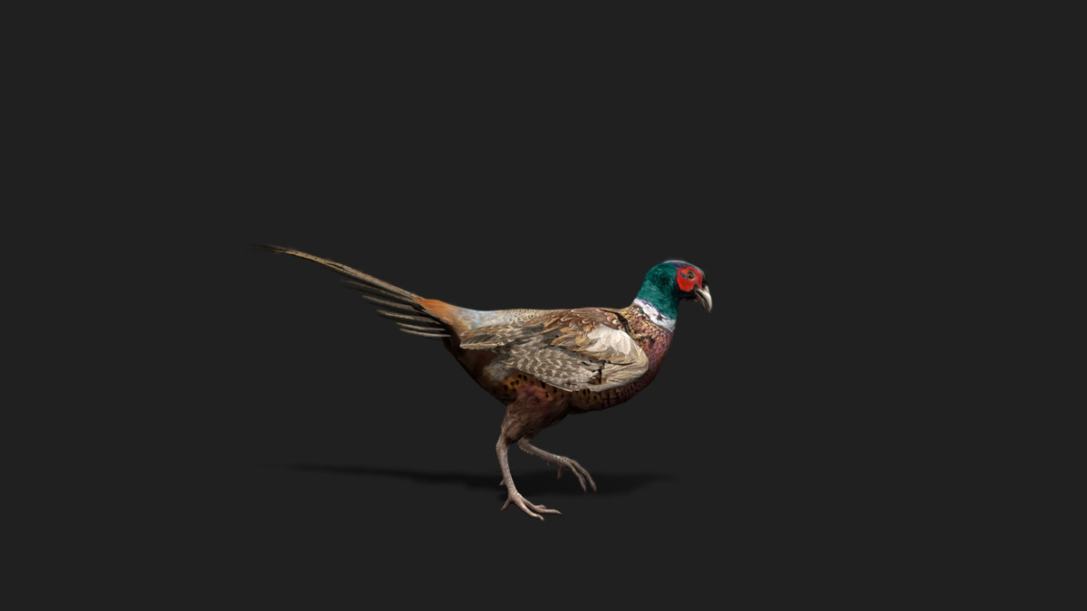 WILDPOLY - Animated Animals – Realistic Pack