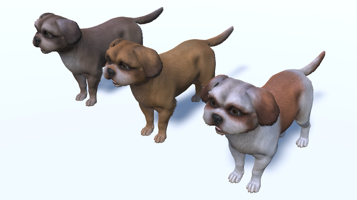 Dog - Shih Tzu