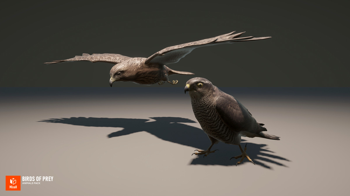 Birds of prey - animals pack