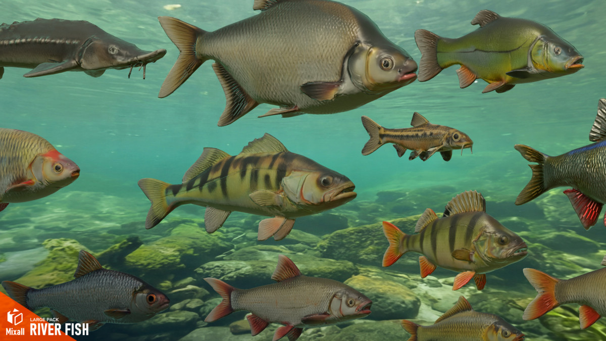 River fish - large pack