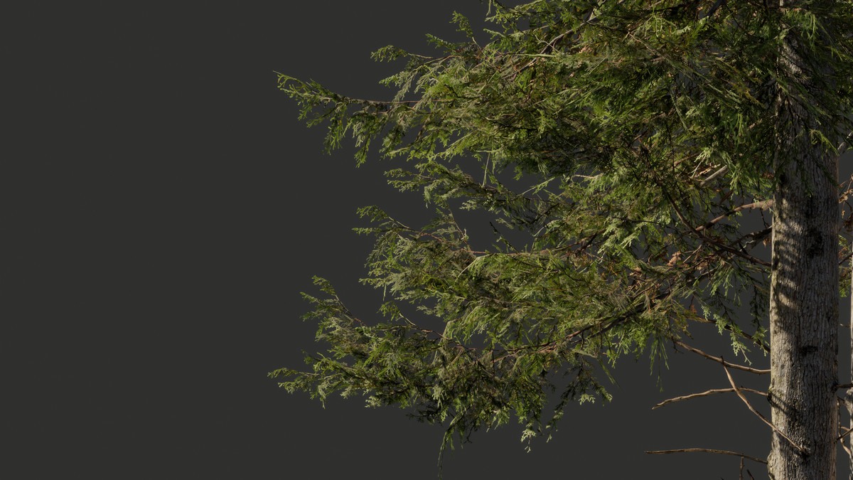 Cypress Tree