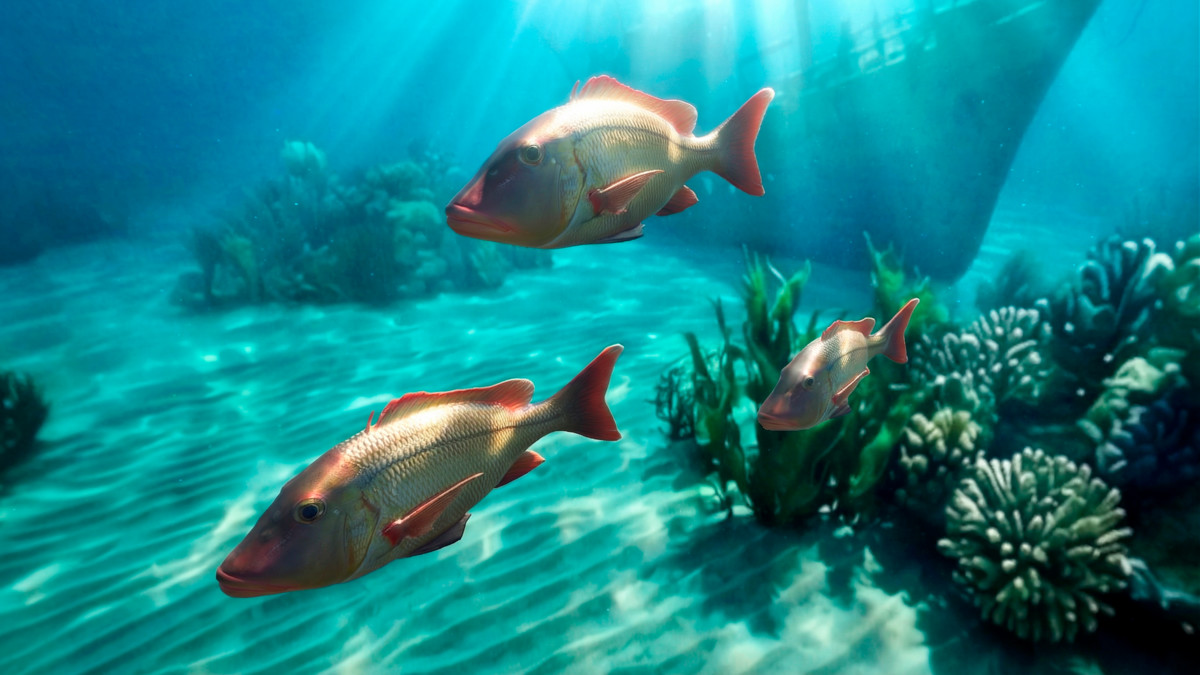 Commercial sea fish - large pack