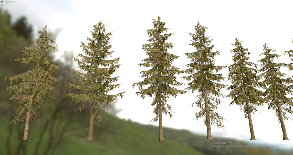 Spruce Trees