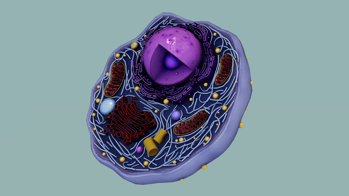 Eukaryotic Animal Cell - Cross Section