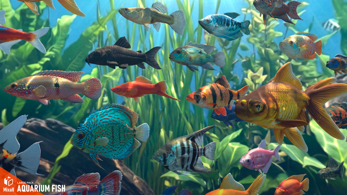 Aquarium fish - large pack