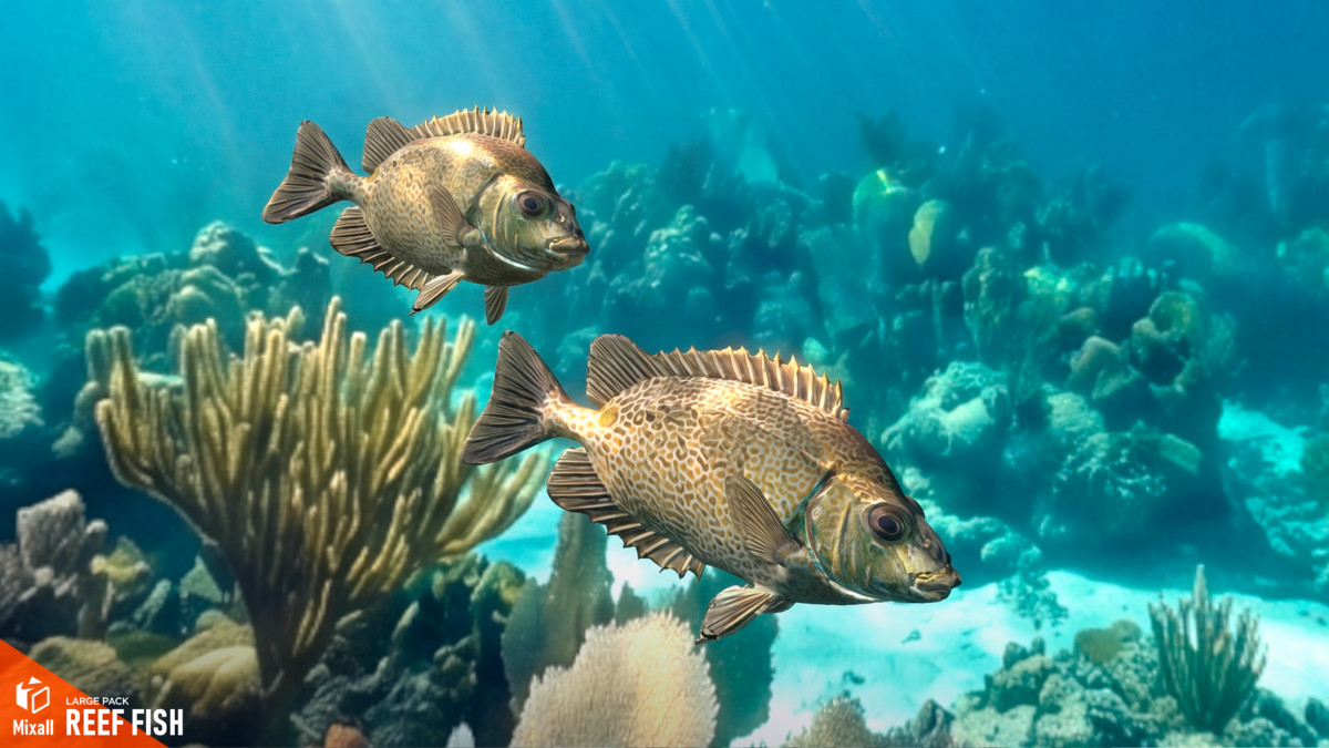 Reef fish - large pack