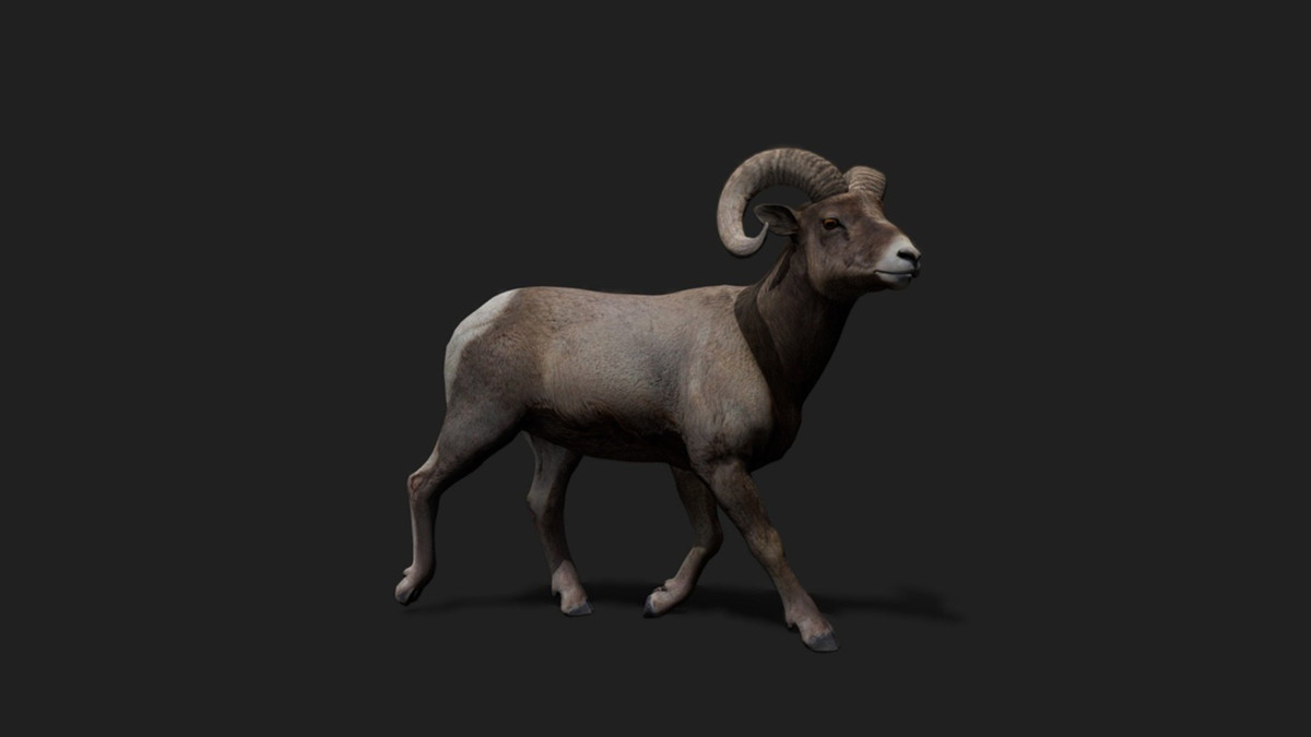 WILDPOLY - Animated Animals – Realistic Pack
