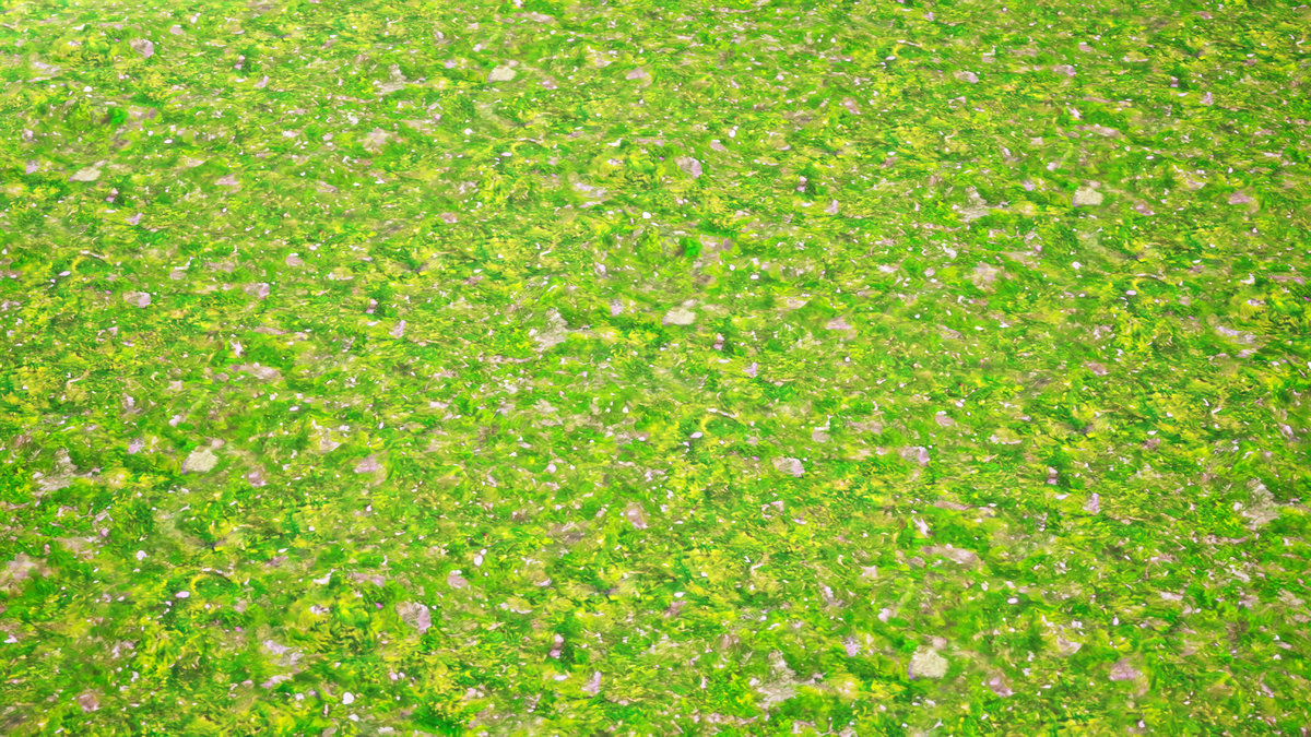 Stylized Materials - Moss 1