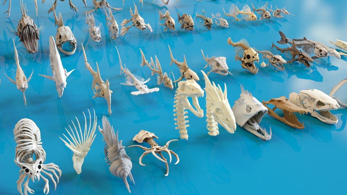 Fish and Underwater Creatures Skeleton Collection – Marine Bone 3D Asset Pack