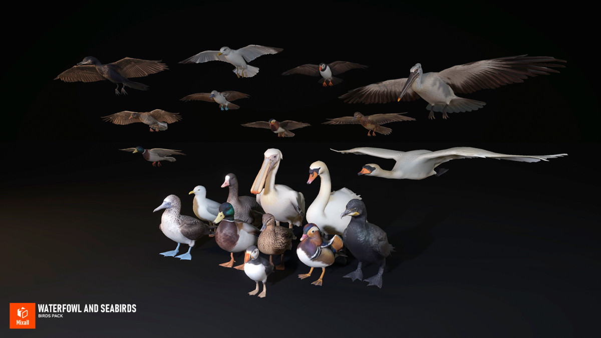 Waterfowl and seabirds - birds pack