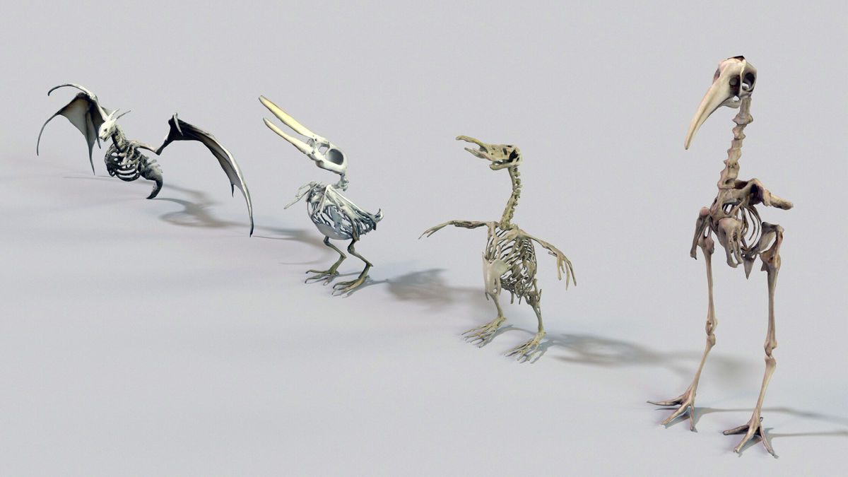 Ultimate Skeleton and Skull Pack. Game-ready low-poly assets