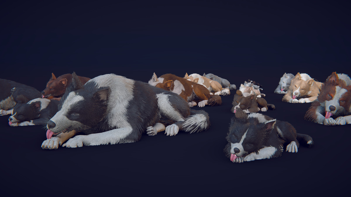 Skye the Border Collie (Dog)