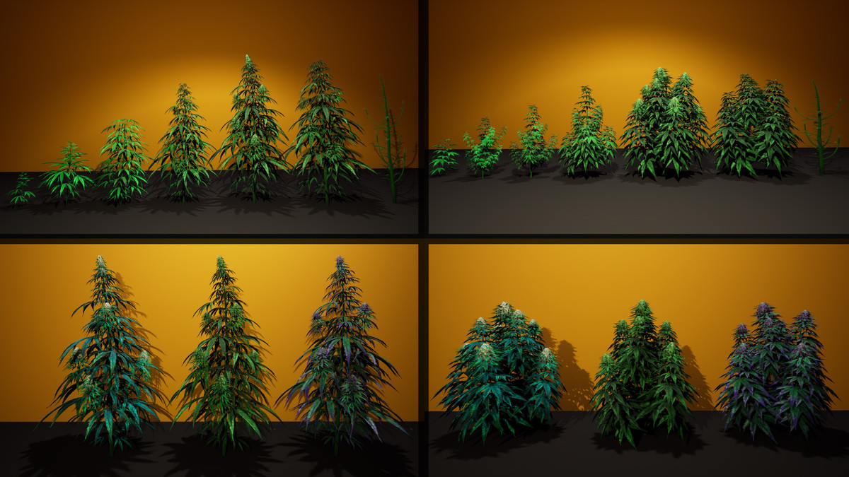 Cannabis (Hemp) Plant 3D Models Pack