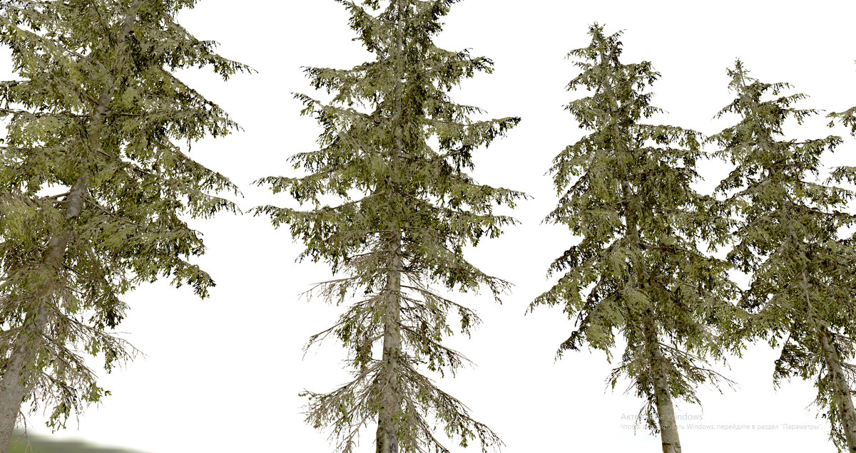 Spruce Trees