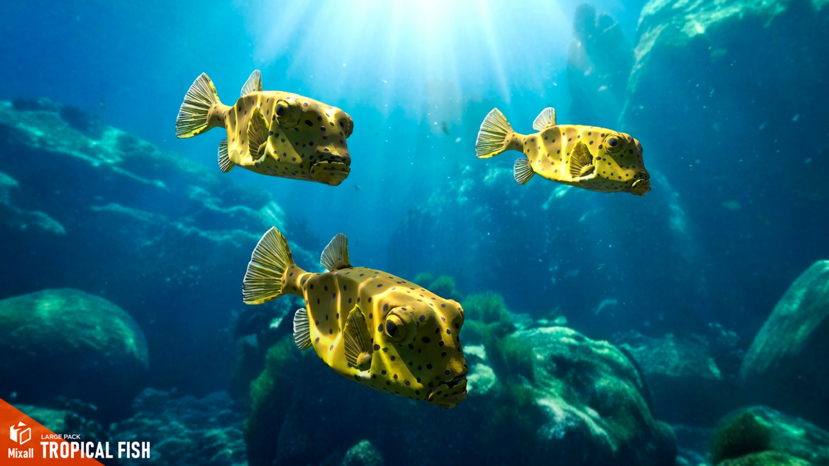 Tropical fish - large pack