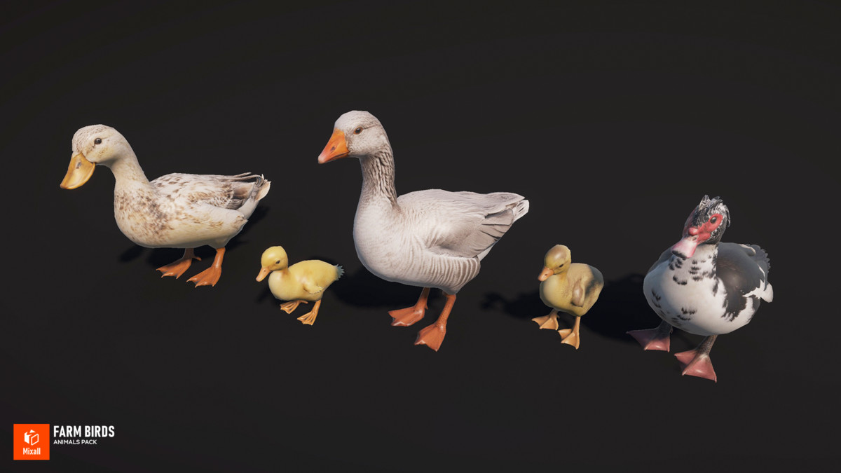 Farm birds - animals pack