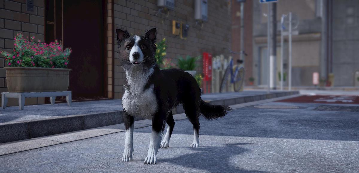 Skye the Border Collie (Dog)