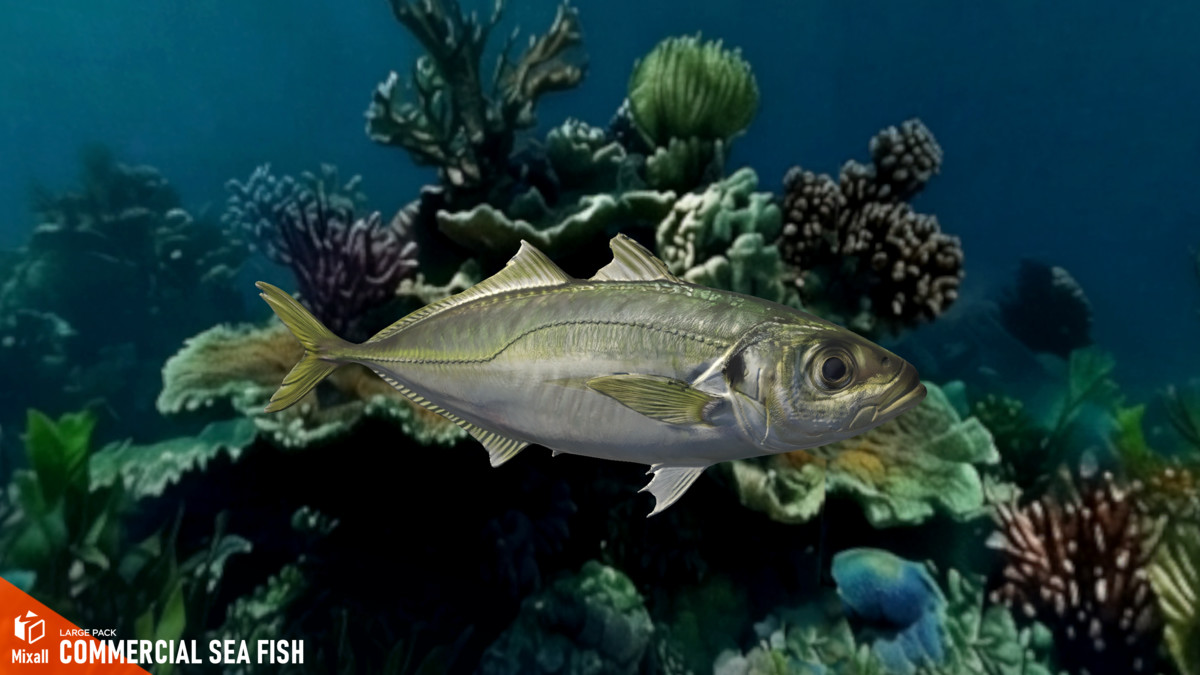 Commercial sea fish - large pack