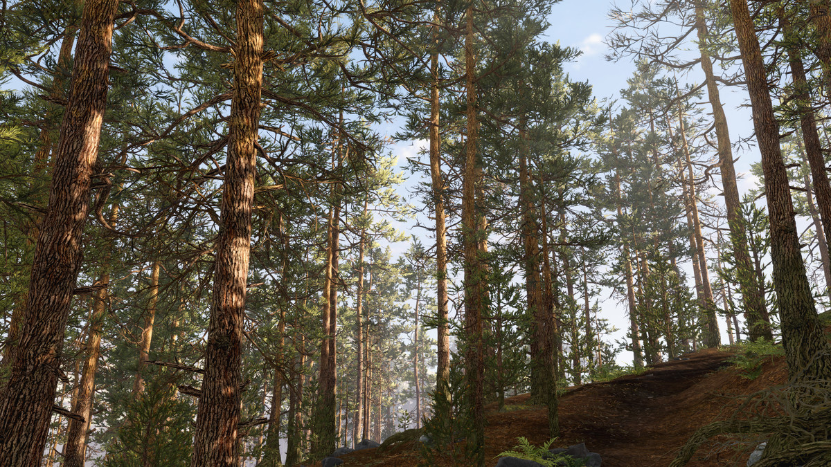 Rocky Pine Forest