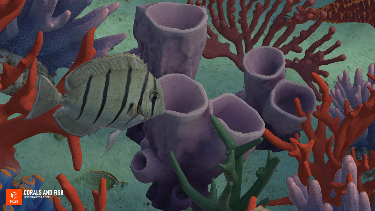 Corals and fish - underwater reef