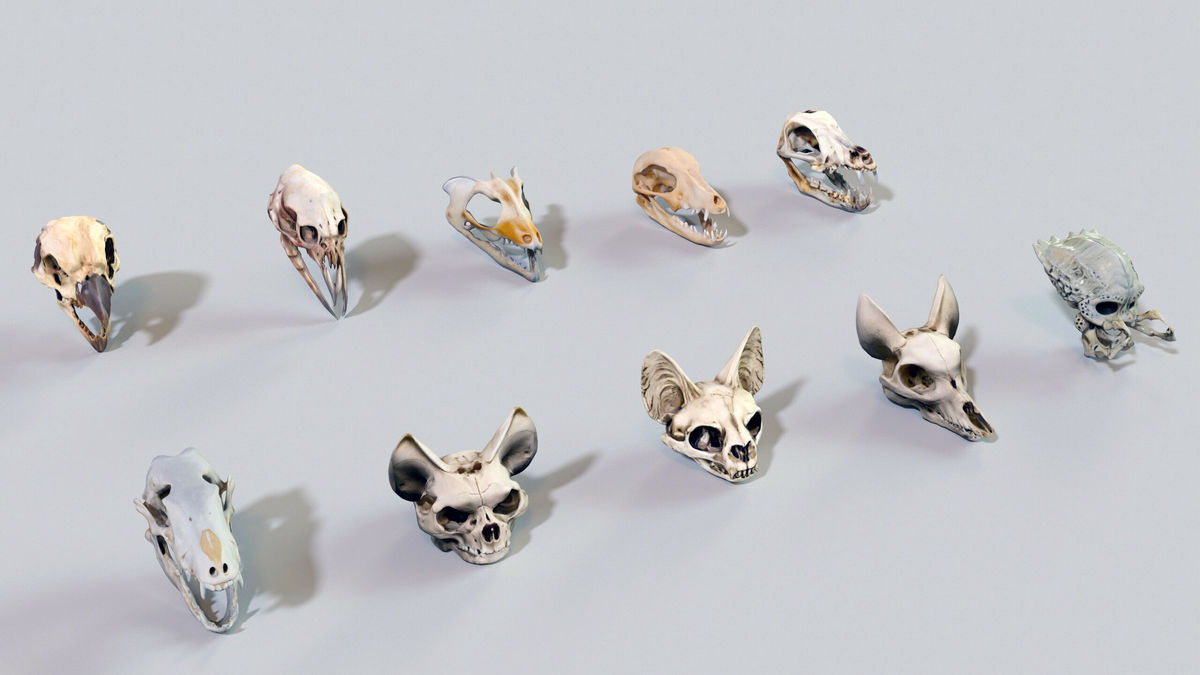 Ultimate Skeleton and Skull Pack. Game-ready low-poly assets