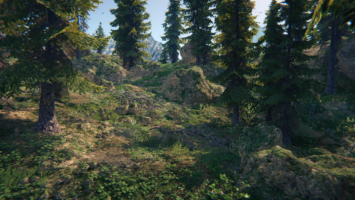 Spruce Forest