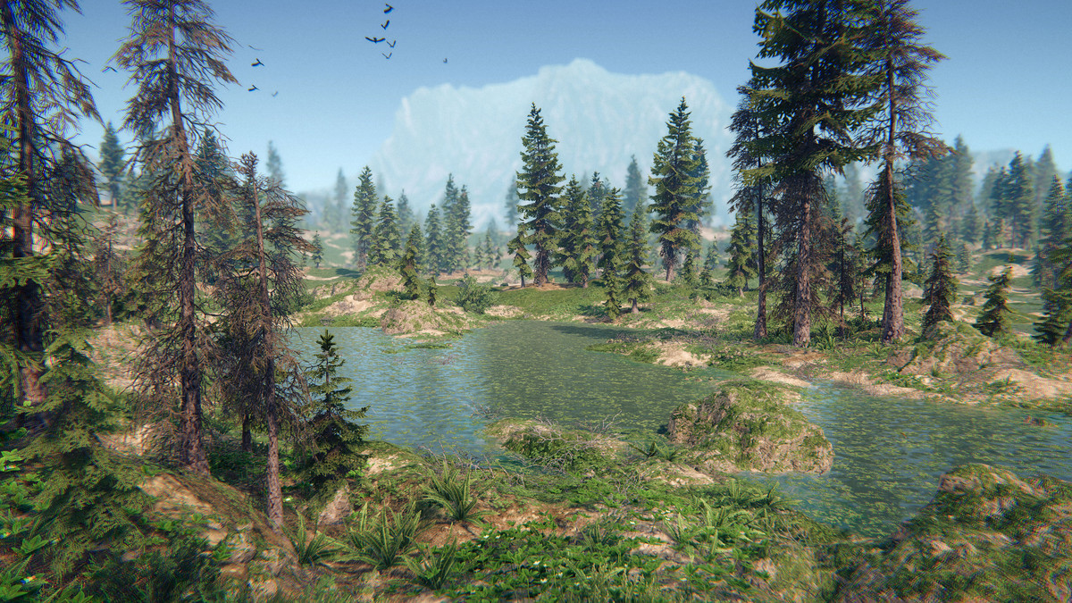 Spruce Forest