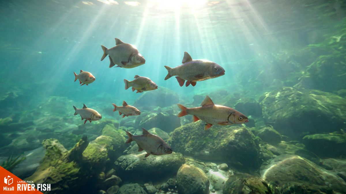 River fish - large pack