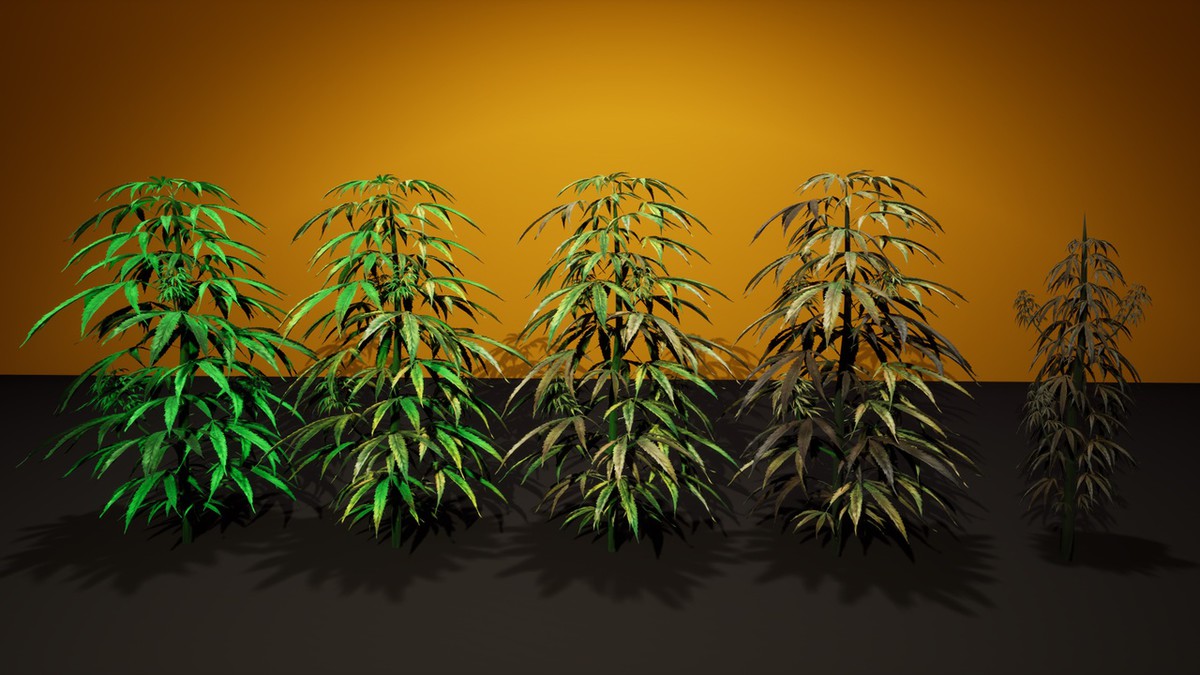 Cannabis (Hemp) Plant 3D Models Pack