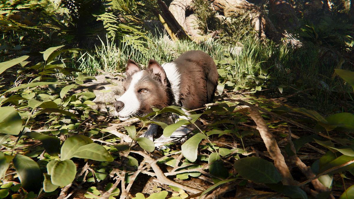 Skye the Border Collie (Dog)