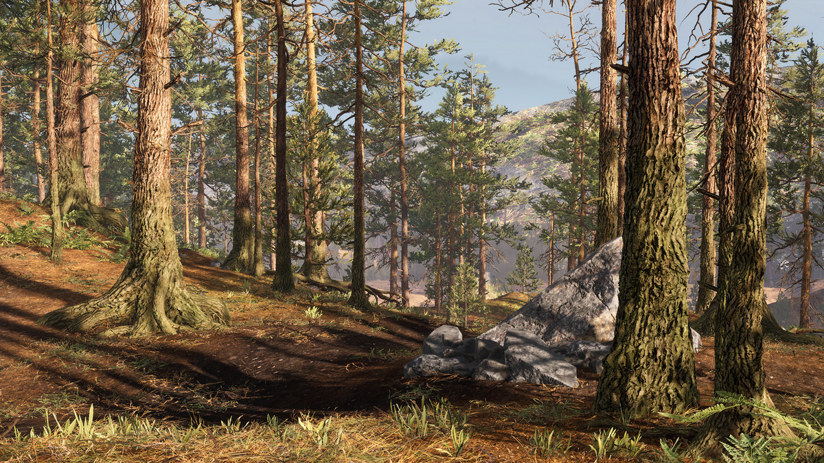 Rocky Pine Forest