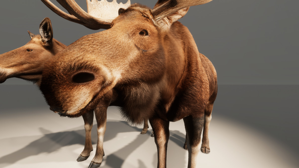 Realistic Deer & Moose – Animated Wildlife Pack
