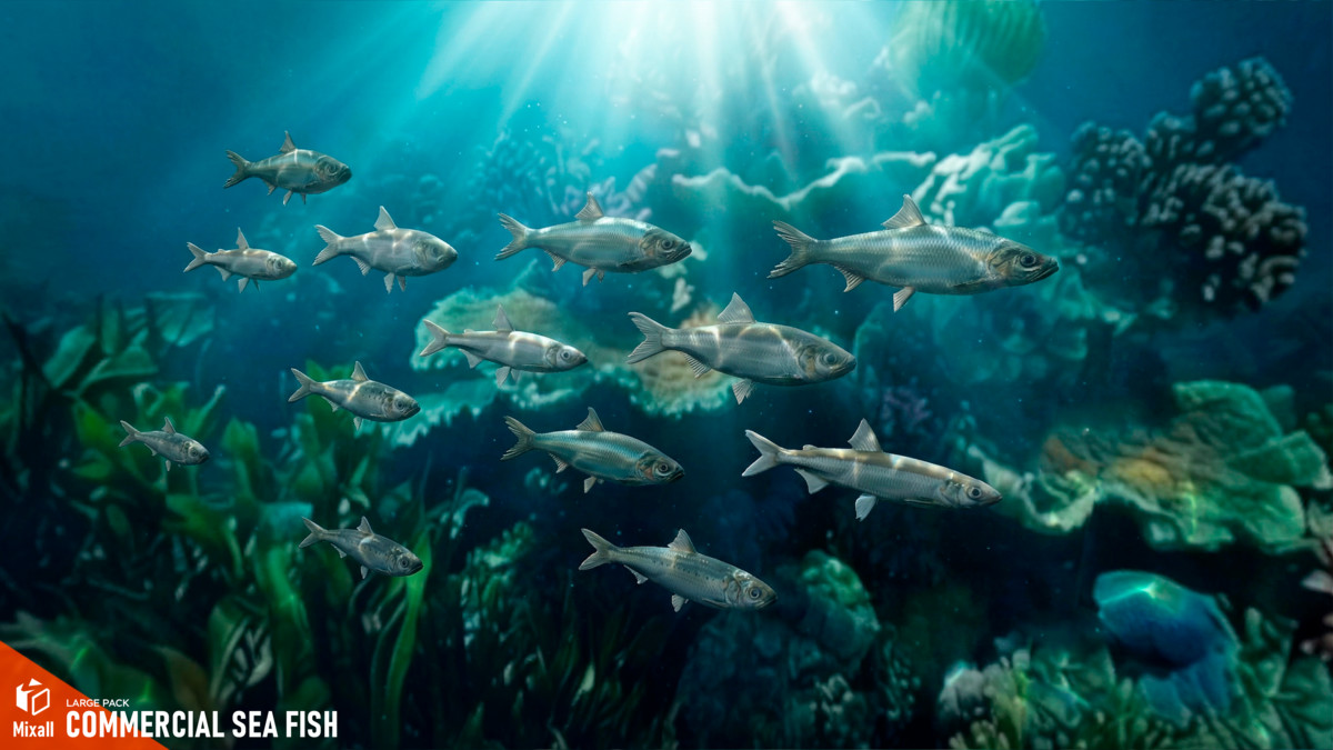 Commercial sea fish - large pack