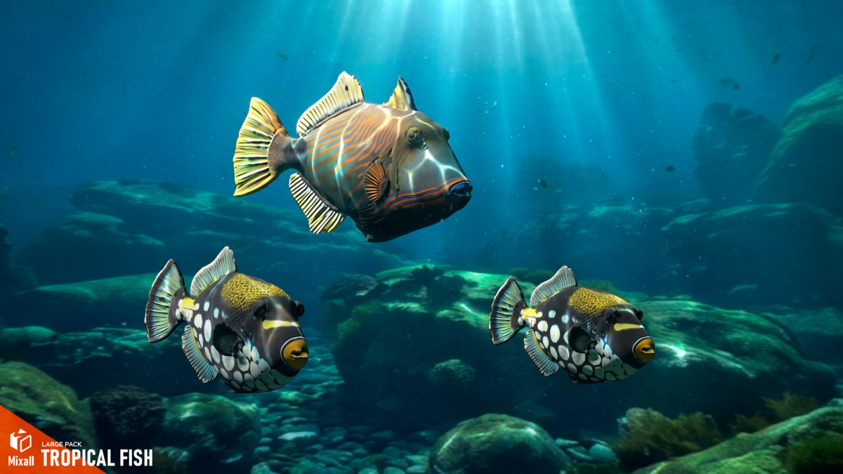 Tropical fish - large pack