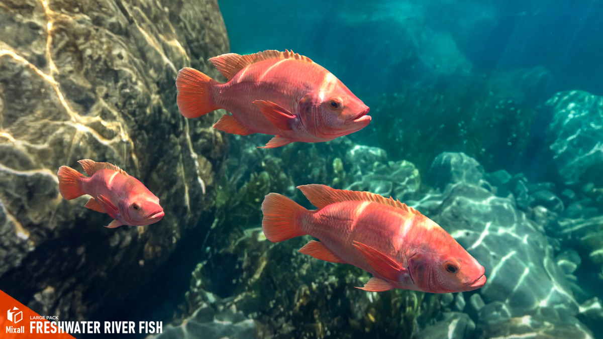 Freshwater river fish - large pack