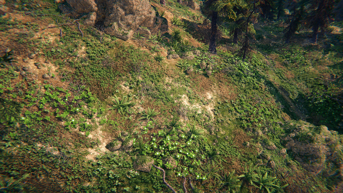 Spruce Forest