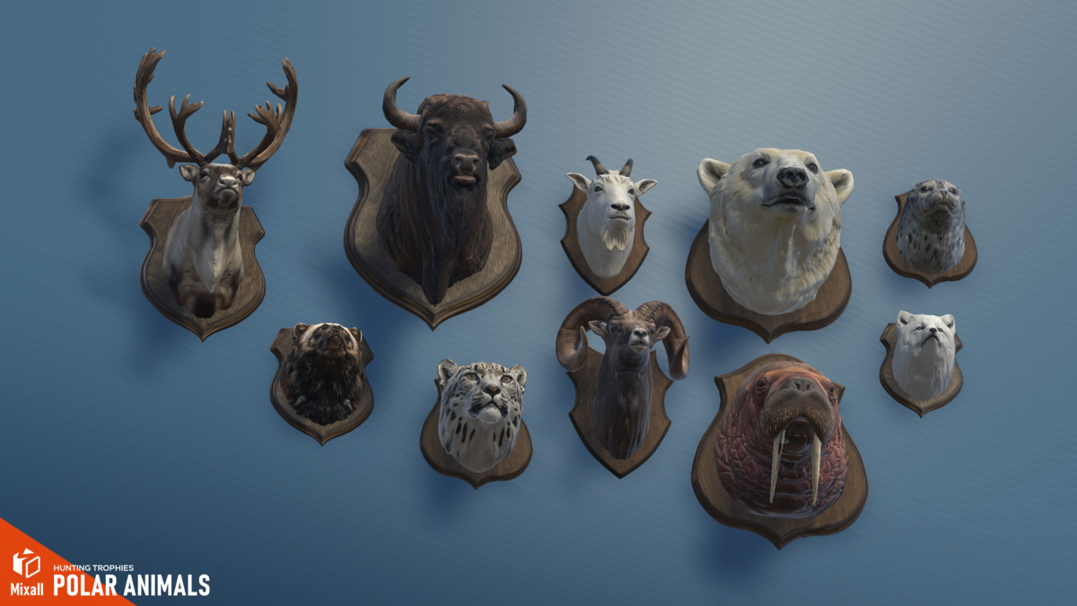 Polar animals – Hunting trophies