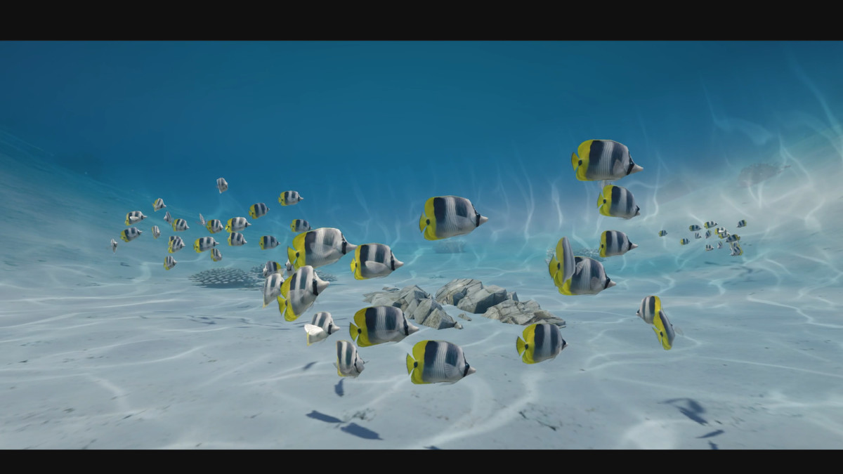 Schooling Butterfly Fish