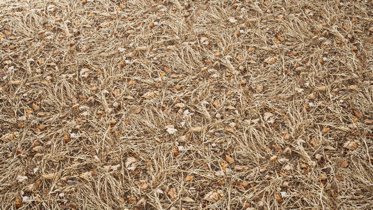 Realistic Materials - Forest Ground 2