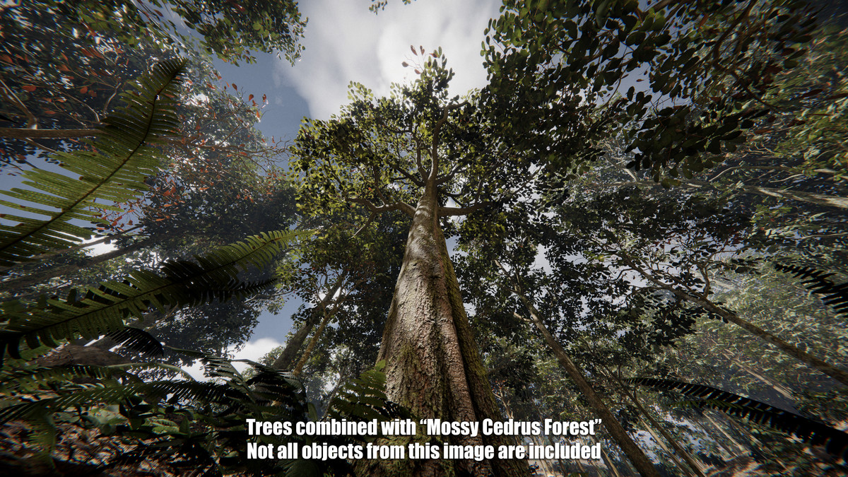 Forest Oak Trees