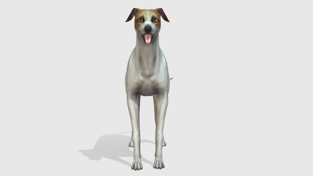 Dog -- Greyhound